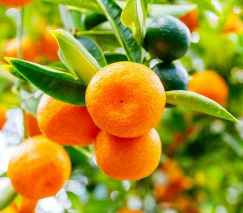 Jaffa Orange
