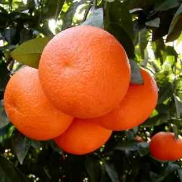 Sweet Mandarin Orange