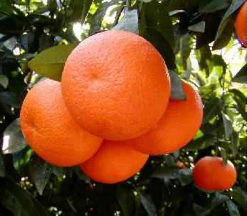 Sweet Mandarin Orange