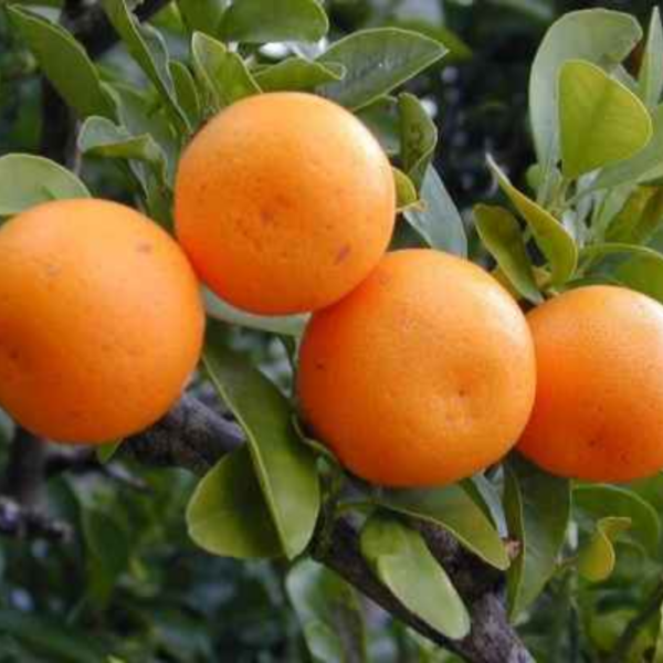 Kinnow Orange