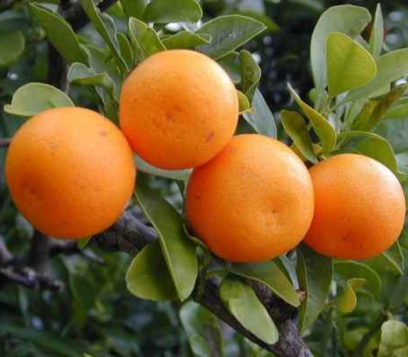 Kinnow Orange