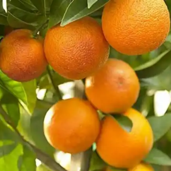 Chatoki Orange