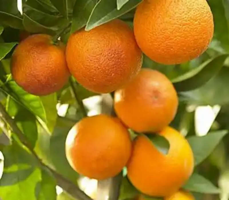 Chatoki Orange