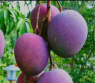 Maya Mango