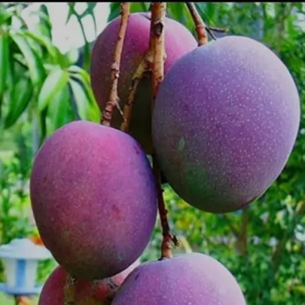 Maya Mango