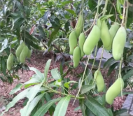 Thailand Banana Mango