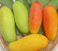 Mahachanak Mango
