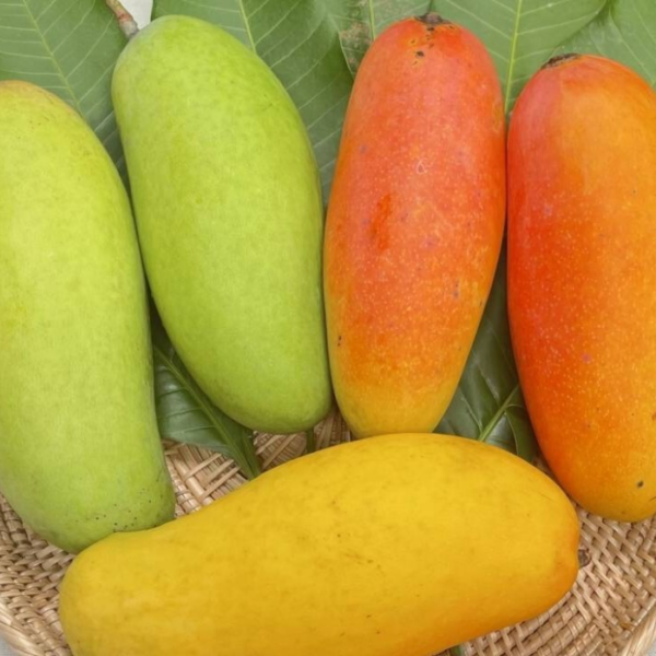Mahachanak Mango