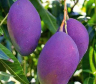 Nam Dok Mai Si Mueng Purple Mango