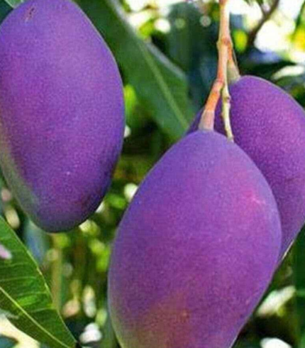 Nam Dok Mai Si Mueng Purple Mango
