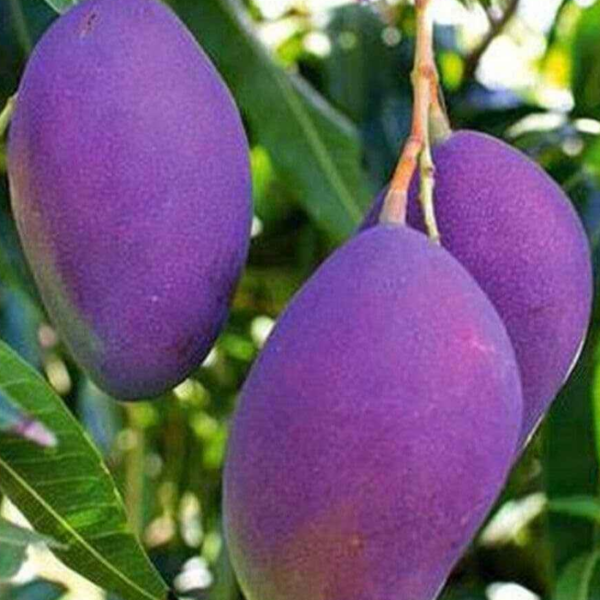 Nam Dok Mai Si Mueng Purple Mango