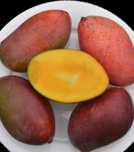 Osteen Mango