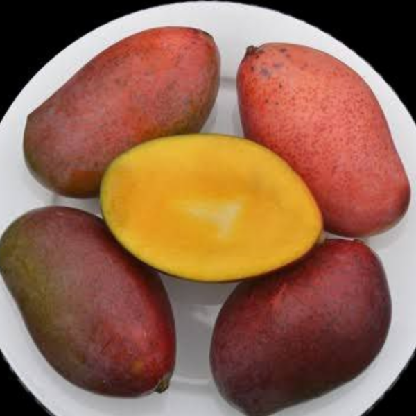 Osteen Mango