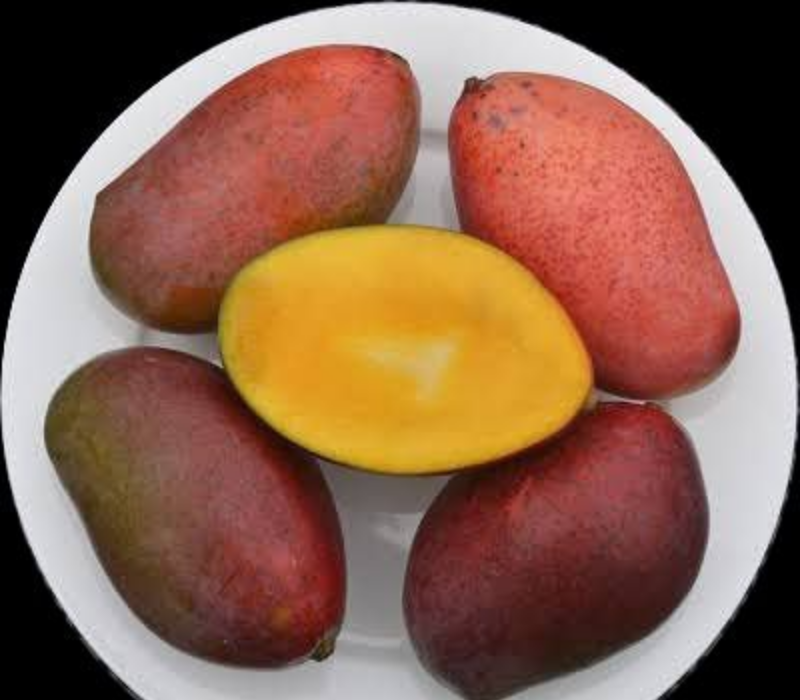 Osteen Mango