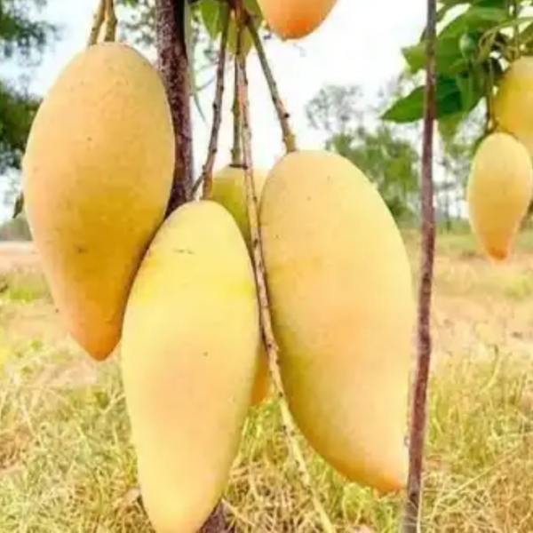 Thai Katimon Mango
