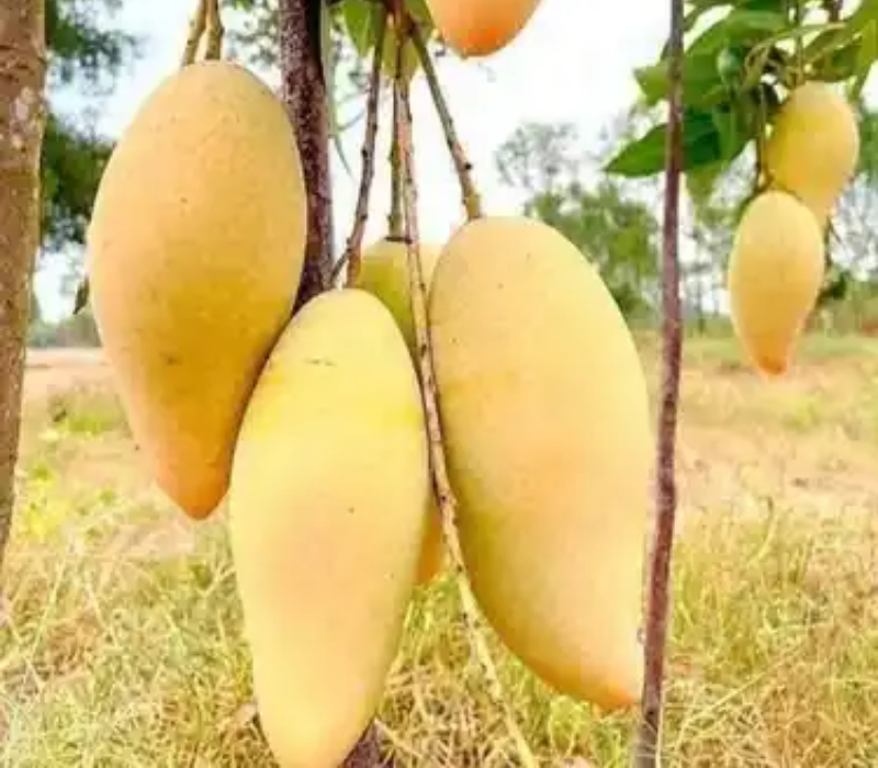 Thai Katimon Mango