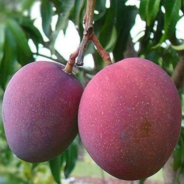 American Palmer Mango