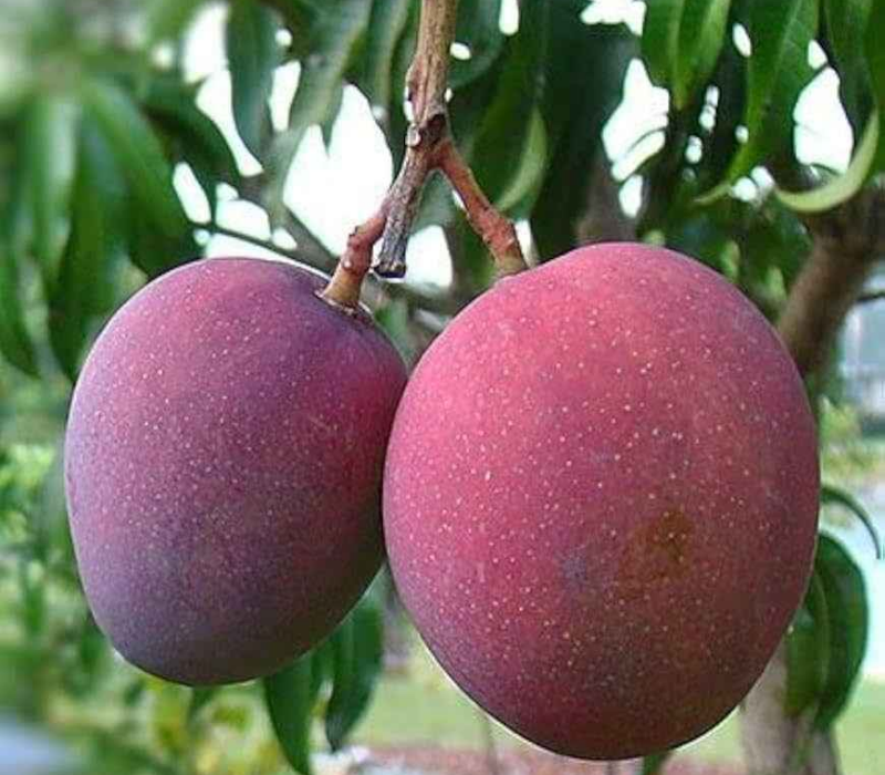 American Palmer Mango