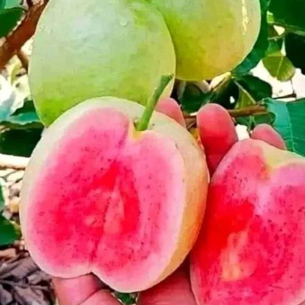 Red Dimond Guava