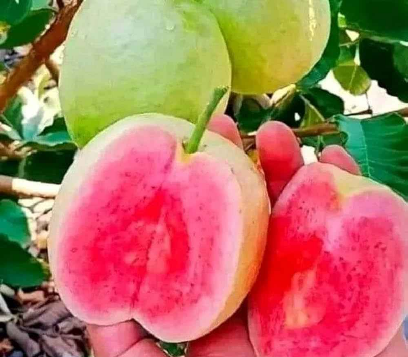 Red Dimond Guava