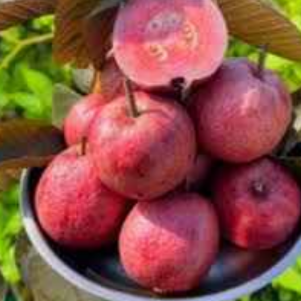 Black Diamond Guava