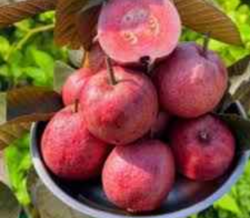 Black Diamond Guava