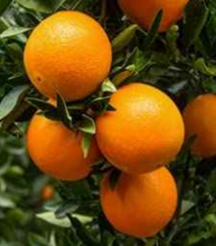 Cara Cara Navle Orange