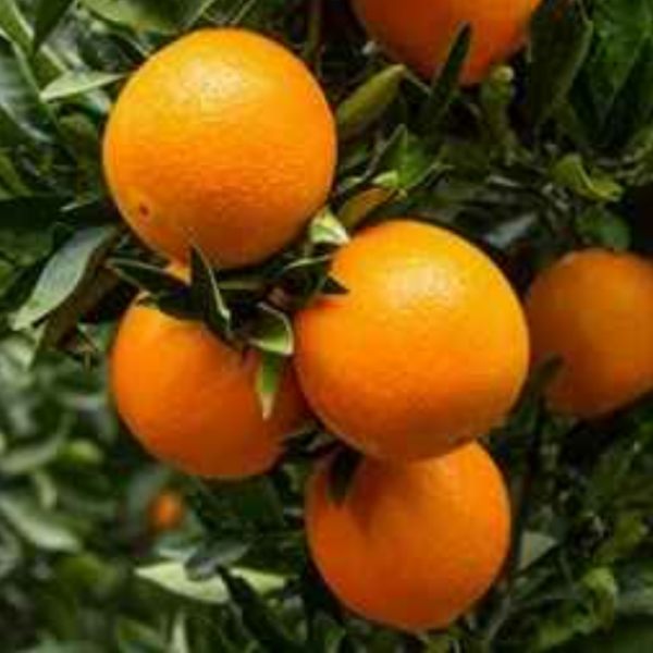 Cara Cara Navle Orange