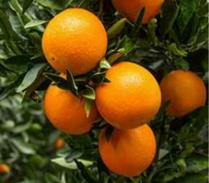 Cara Cara Navle Orange