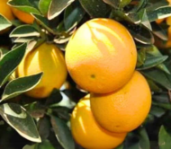Katol Gold Mousumbi