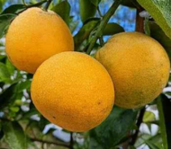 african yellow malta