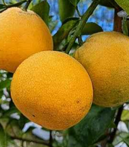 african yellow malta