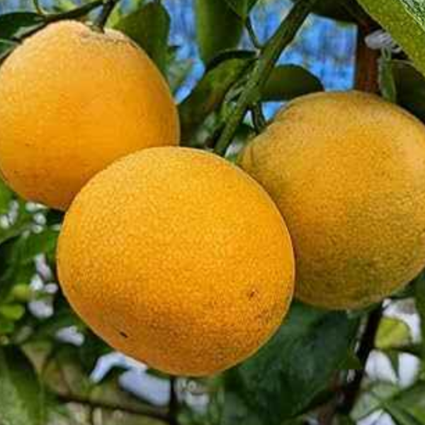 african yellow malta