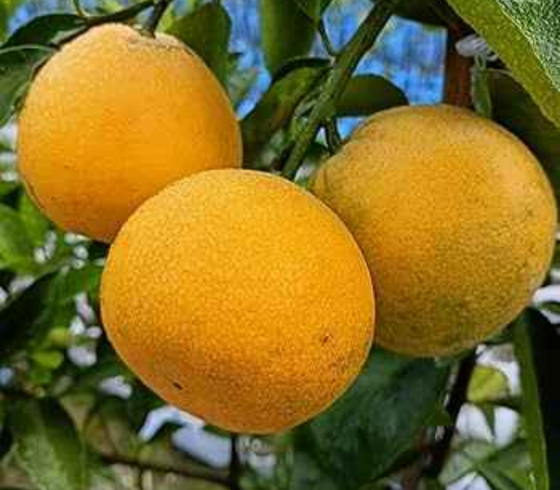 african yellow malta