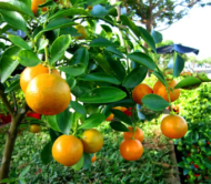 khasi mandarin
