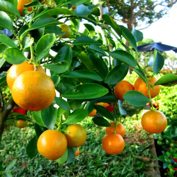 khasi mandarin