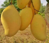 Honeydew Mango