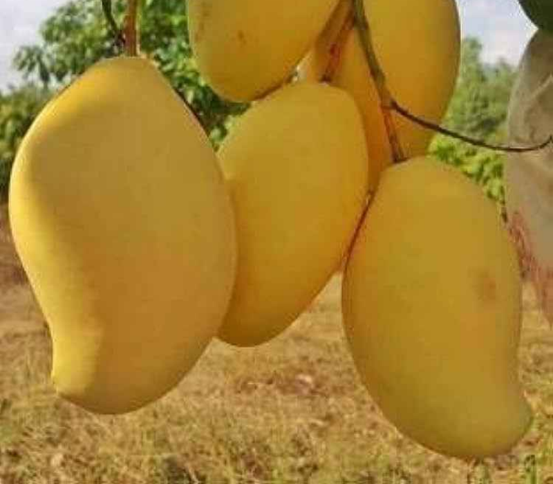 Honeydew Mango