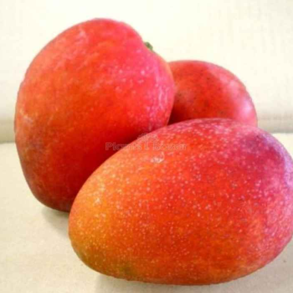 Taiwan Red Mango