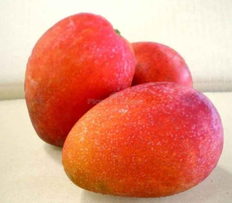 Taiwan Red Mango