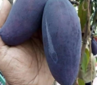 Black Kasturi