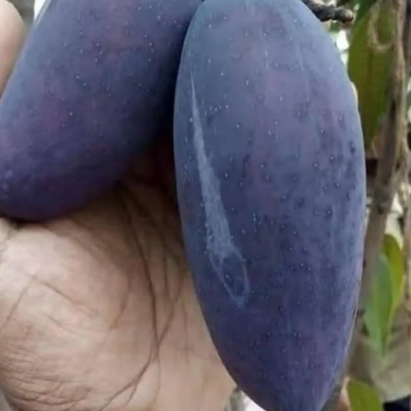 Black Kasturi