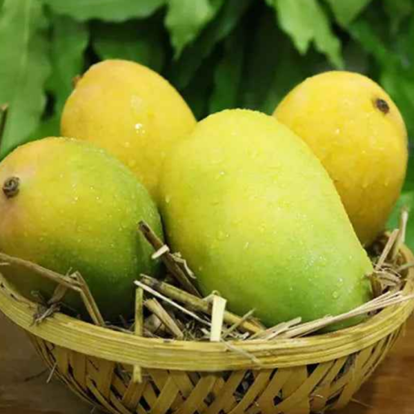 gir kesar Mango