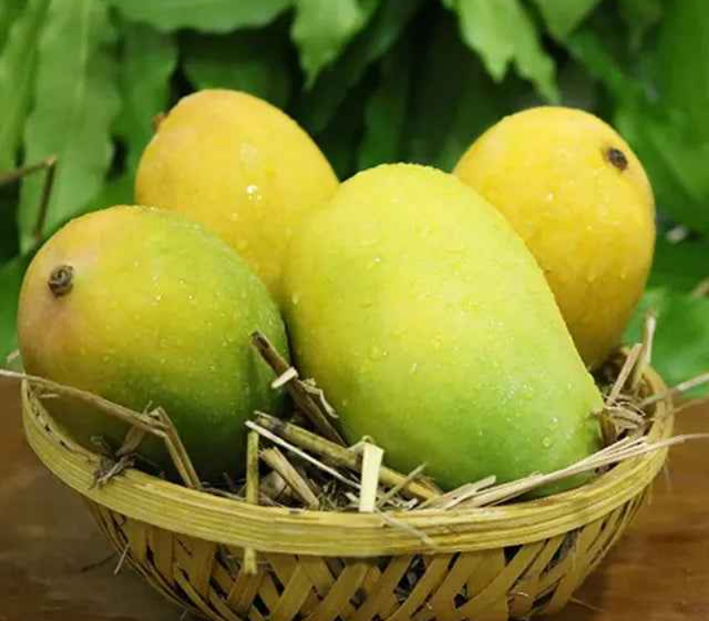 gir kesar Mango