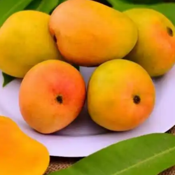 Alphonso Mango