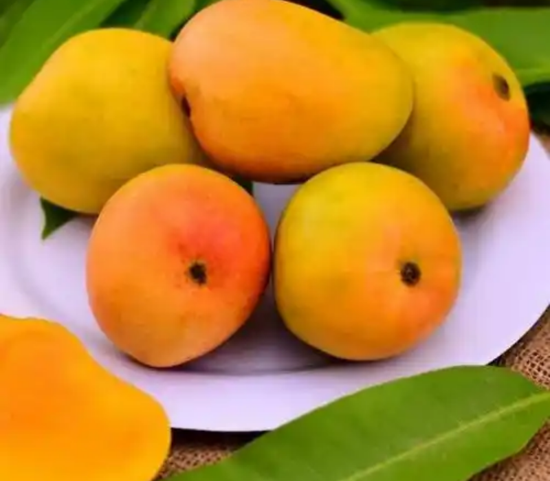 Alphonso Mango