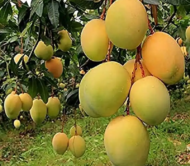 Ratna Mango