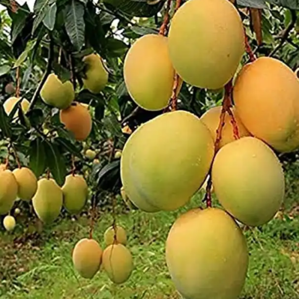 Ratna Mango