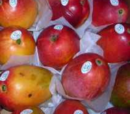 Red Lady /Lady Jean Mango