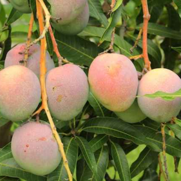 Red Lady/Lady Jane Mango